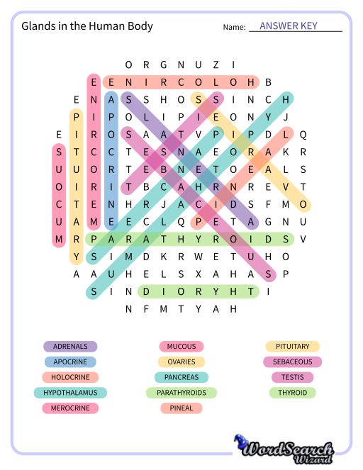 Glands in the Human Body Word Search Puzzle