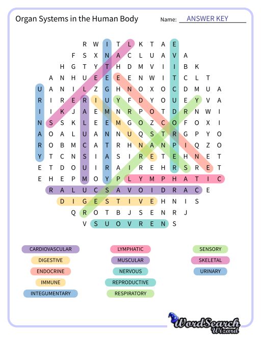 Endocrine System Word Search Expeditionwoman