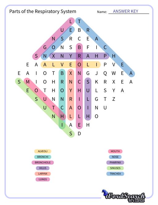 Parts of the Respiratory System Word Search Puzzle