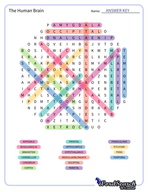 The Human Brain Word Search Puzzle