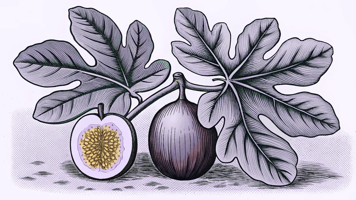 A cut fig and a whole fig among broad fig leaves.