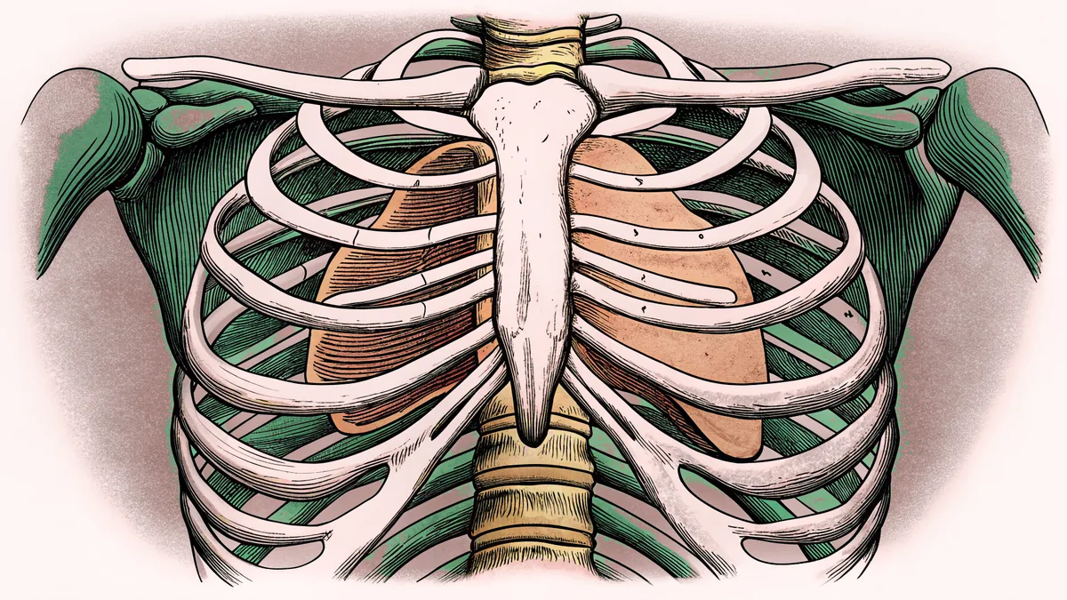 Shown on an anatomical model, skeletal structure connects with body systems