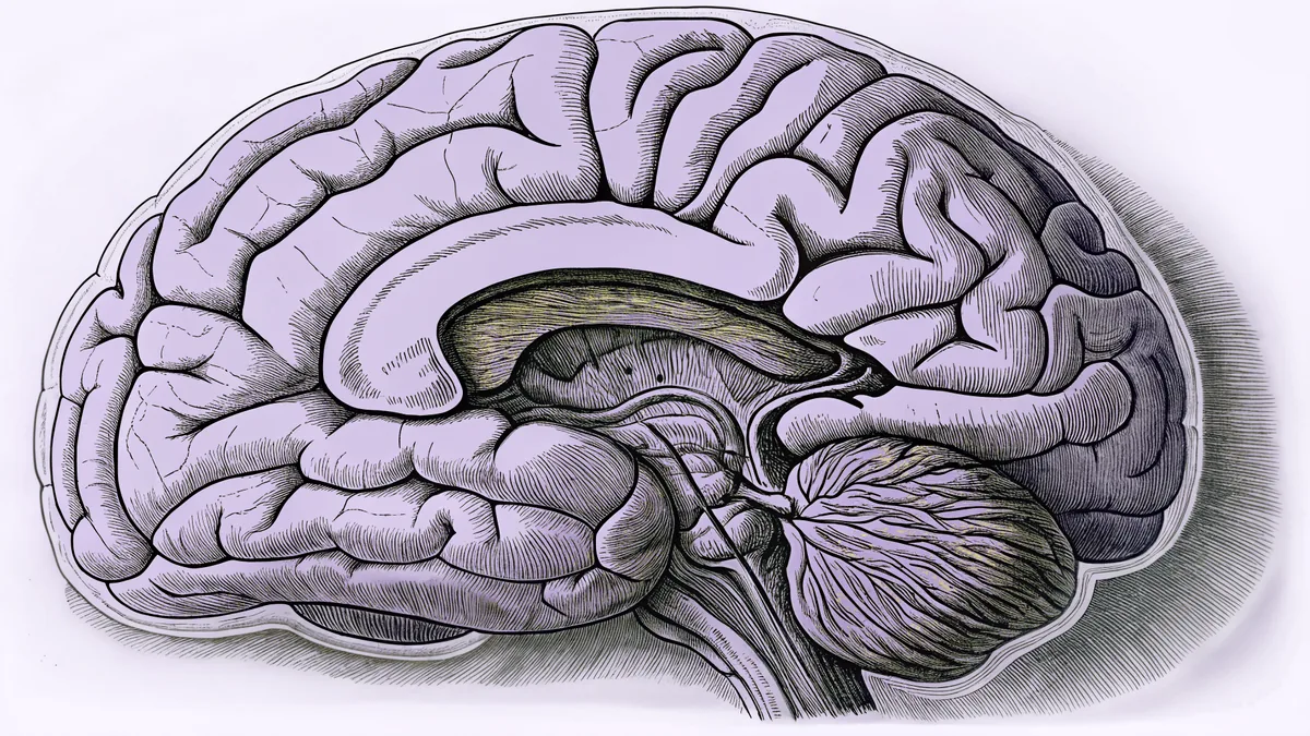 A detailed illustration of brain anatomy with neural connections highlighted.
