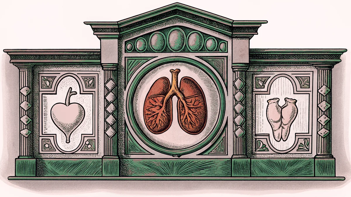 Organ models arranged for anatomical education