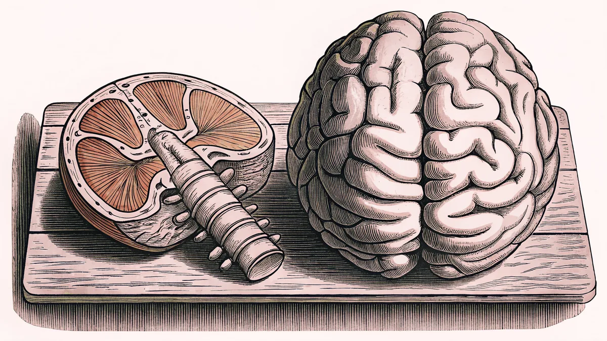 Anatomical models of the brain and nervous system