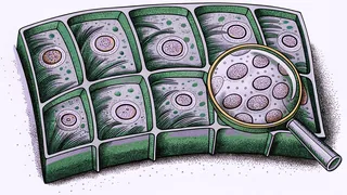 Magnified plant cells with visible organelles and green chloroplasts under microscope