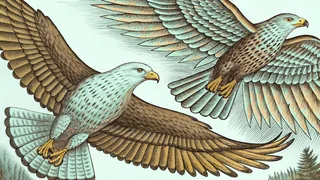 Birds of prey with wings spread diving through open sky