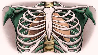 Shown on an anatomical model, skeletal structure connects with body systems