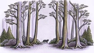 Sacred trees and forest creatures inhabit the spiritual landscape of Cherokee beliefs.