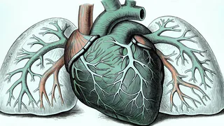 A detailed diagram of the human heart with arteries, veins, and the circulatory system throughout the body.