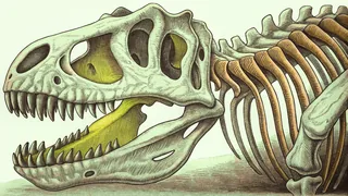 Skeletal dinosaur showing bones and distinctive features.