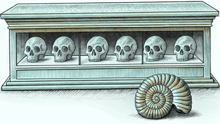 Fossil skulls line a museum case above an ammonite and a preserved finch specimen.