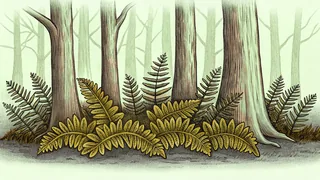 Ferns and moss on forest floor