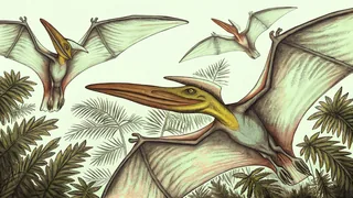 Winged prehistoric reptiles soaring through ancient sky.