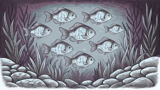 Colorful freshwater fish swim among water plants and rocks in a river.