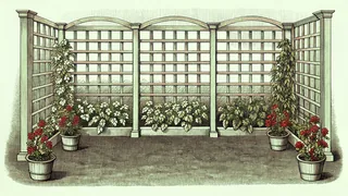 Garden scene showing climbing plants on trellis, flower borders, and dark soil.