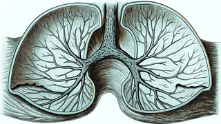 Medical diagram showing endocrine glands in the human body.