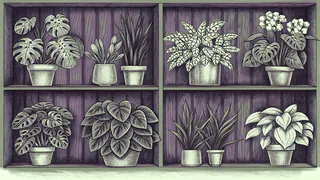 Potted houseplants including leafy monstera, upright snake plant, and cascading pothos on shelves.