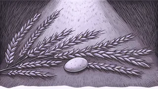 A sprig of wheat and a smooth white pebble sit in a bright beam of sunlight.