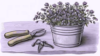 A bunch of sweet peas stands in a tin bucket beside a pair of garden shears.