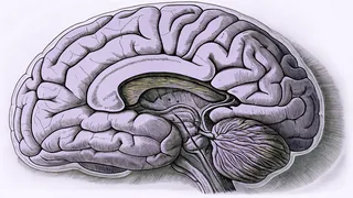 A detailed illustration of brain anatomy with neural connections highlighted.