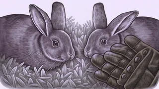 Two rabbits nibble a heap of alfalfa beside a worn leather work glove.