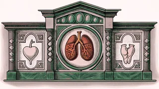 Organ models arranged for anatomical education