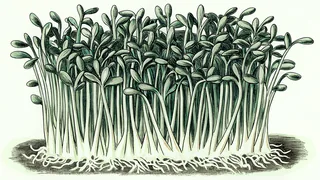 Seeds sprouting with white roots pushing downward and green shoots reaching upward through dark soil.