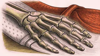 An articulated model of the bones of a hand resting on patterned cloth, with a red drape behind it.