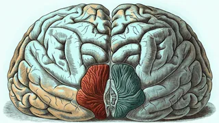 Colorful cross-section of the human brain revealing intricate internal structures.