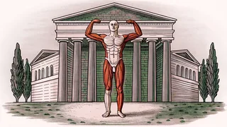 An anatomical figure on a wooden base shows the layered muscles of the arm and shoulder.