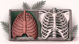 Anatomical models showing the respiratory system structure