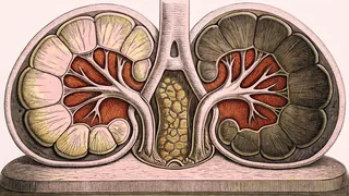 An anatomical model shows two kidneys joined by tubes to a bladder on a smooth pedestal.