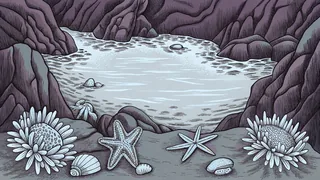 A shallow tide pool swarming with starfish, anemones, and colorful marine life.