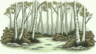 Birch and willow trees display exposed bark beside fallen acorns and twigs on forest floor.