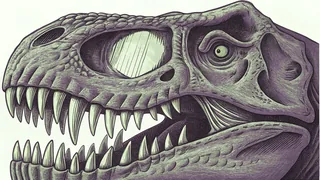 T. rex skull and massive teeth, the apex predator.