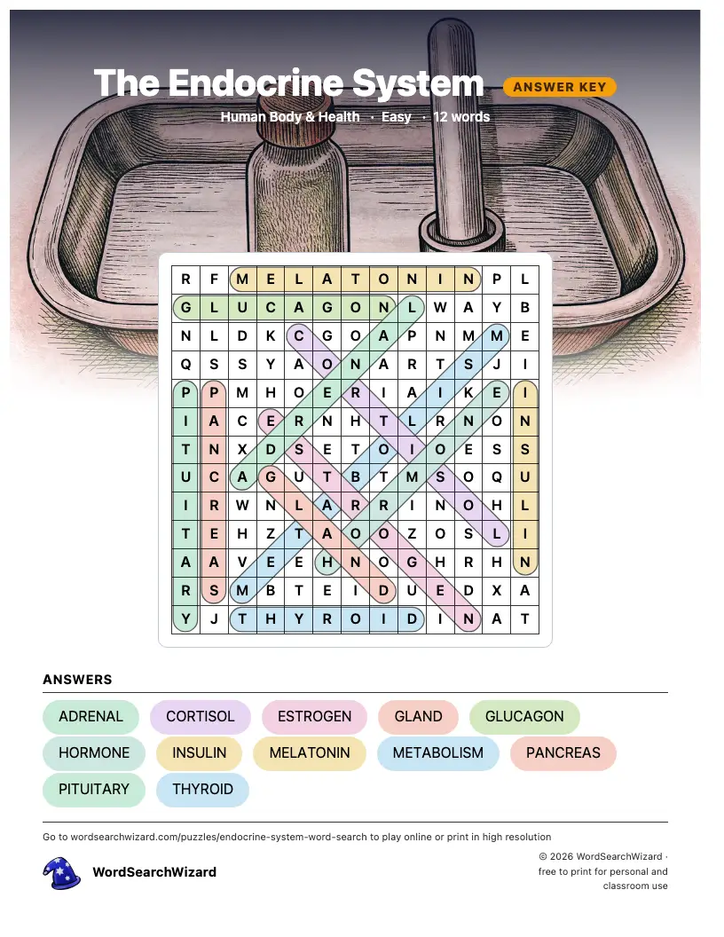 The Endocrine System word search answer key, all 12 words marked