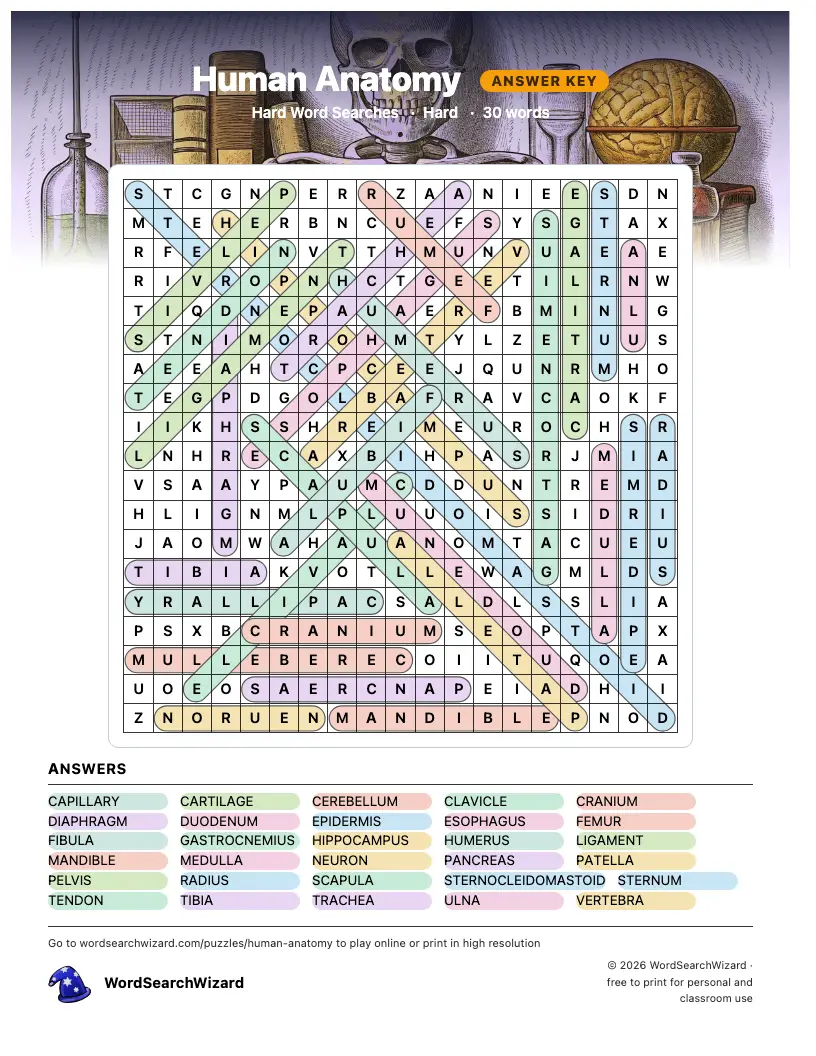 Human Anatomy word search answer key, all 30 words marked