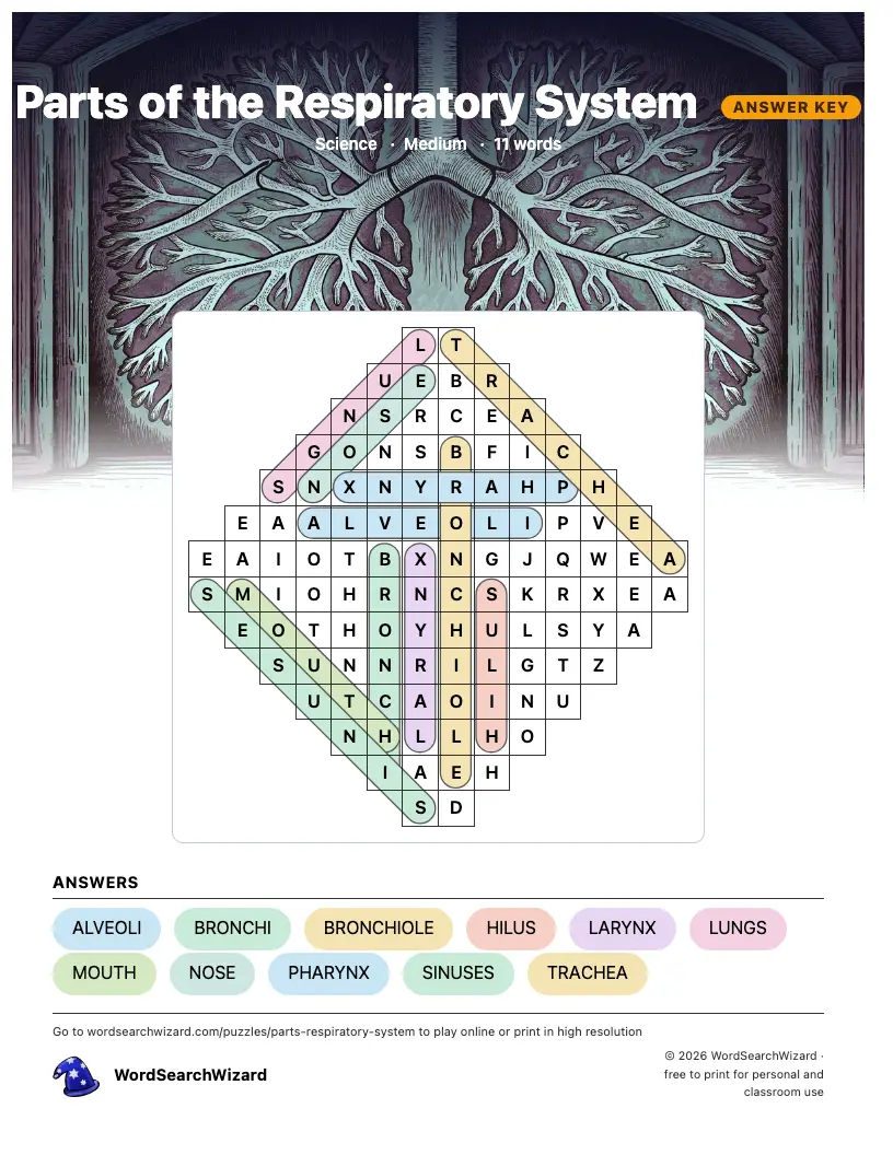 Parts of the Respiratory System word search answer key, all 11 words marked