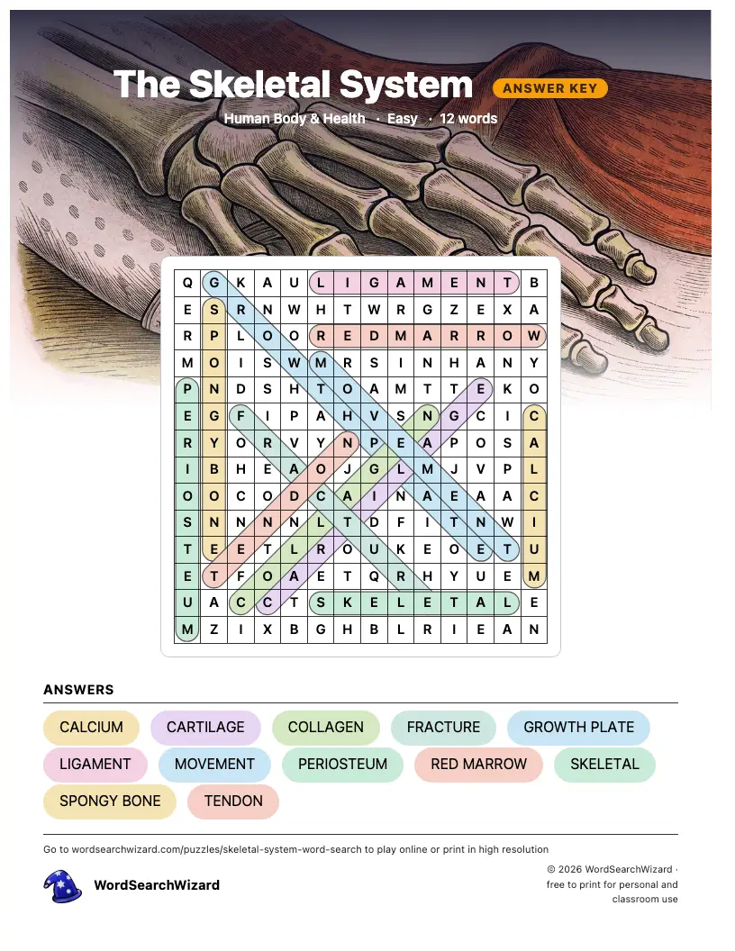 The Skeletal System word search answer key, all 12 words marked