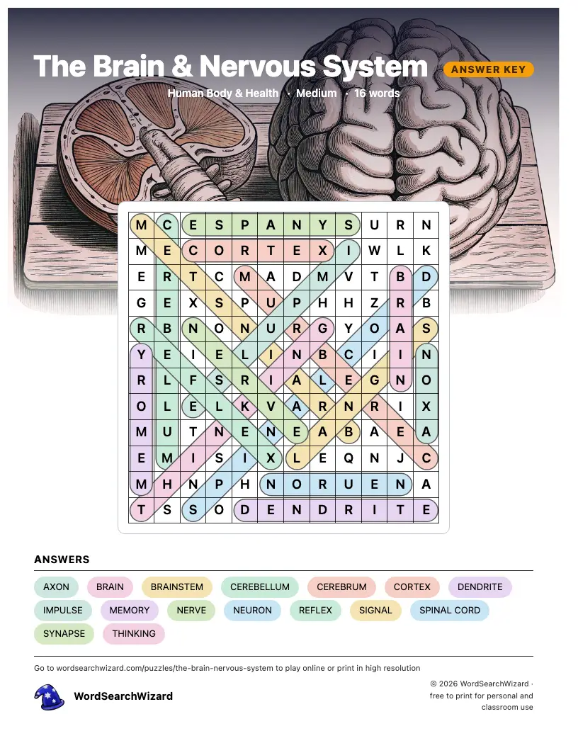 The Brain & Nervous System word search answer key, all 16 words marked
