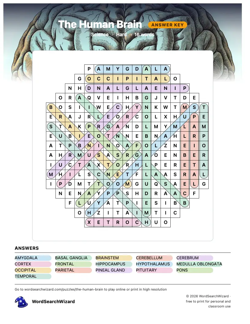The Human Brain word search answer key, all 16 words marked