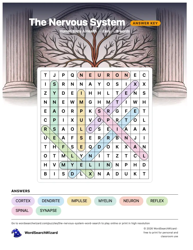 The Nervous System word search answer key, all 8 words marked