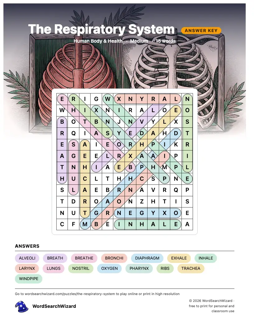 The Respiratory System word search answer key, all 15 words marked
