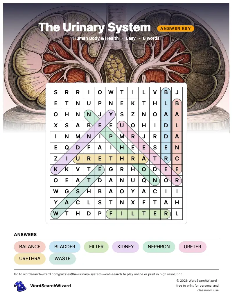 The Urinary System word search answer key, all 8 words marked