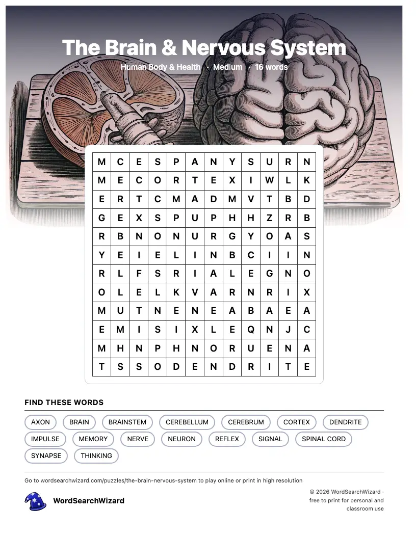 The Brain & Nervous System word search printable sheet, 16 words to find