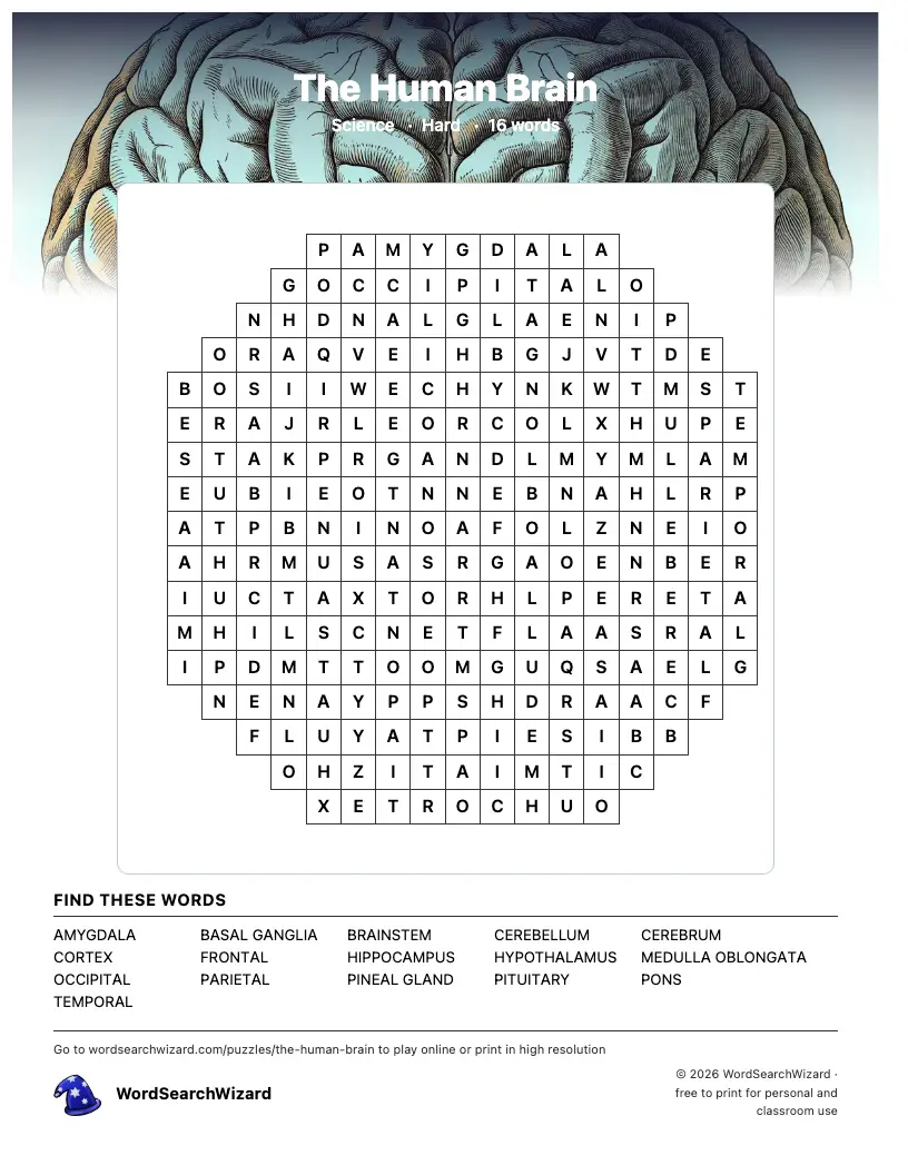 The Human Brain word search printable sheet, 16 words to find
