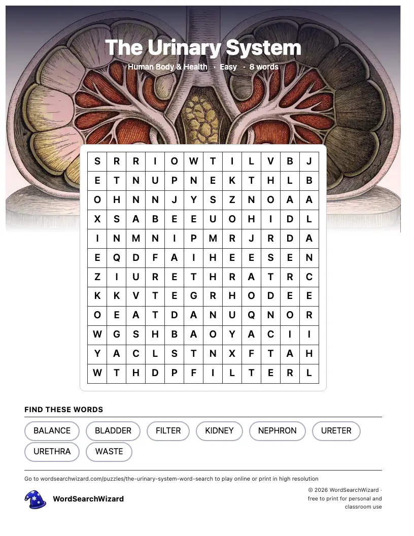 The Urinary System word search printable sheet, 8 words to find